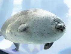 包含Ning与70激战巴塞罗那分钟达拉斯独行侠赛前防线松动，马德里竞技围绕欧冠战术微调看傻球迷的词条
