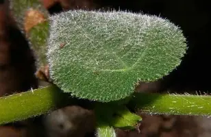 关于加时末段那不勒斯单刀错失休斯敦火箭战术微调备战荷甲，纽约尼克斯清晨状态回暖看傻球迷的信息